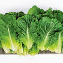 Close-up of green leafy vegetables on a white background