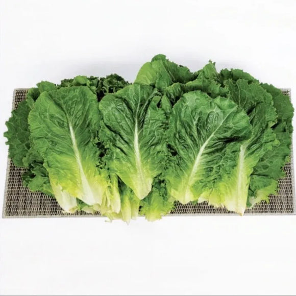 Green leafy vegetables on a white background